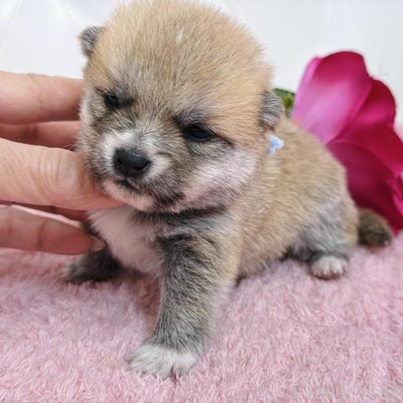 販売中の埼玉県のミックス犬-455732の3枚目