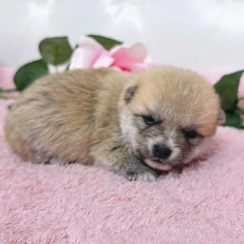 販売中の埼玉県のミックス犬-455732の2枚目