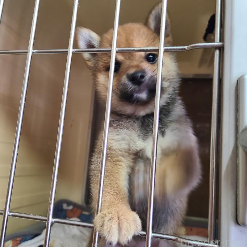 販売中の神奈川県の豆柴-455731の3枚目