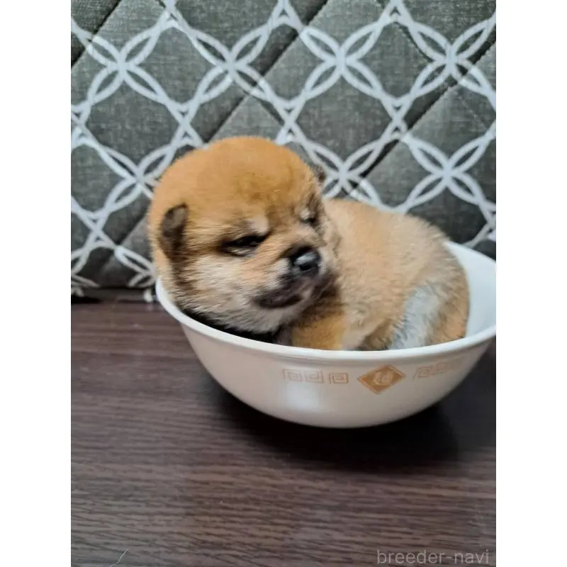 販売中の神奈川県の豆柴-455731の2枚目