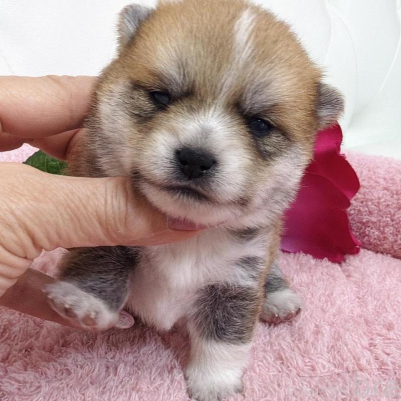 販売中の埼玉県のミックス犬-455733