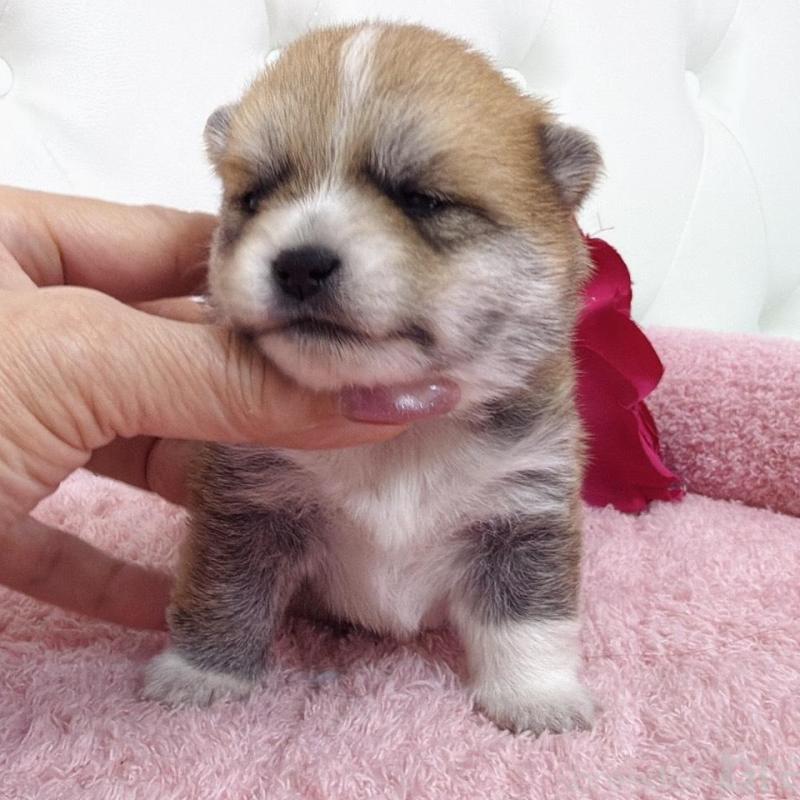 販売中の埼玉県のミックス犬-455733の12枚目