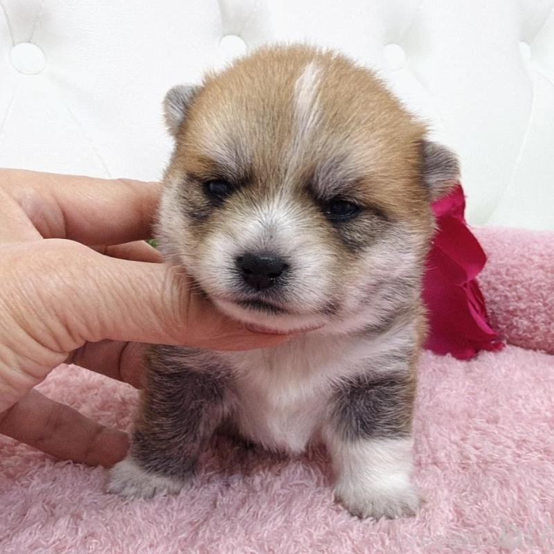 販売中の埼玉県のミックス犬-455733の11枚目