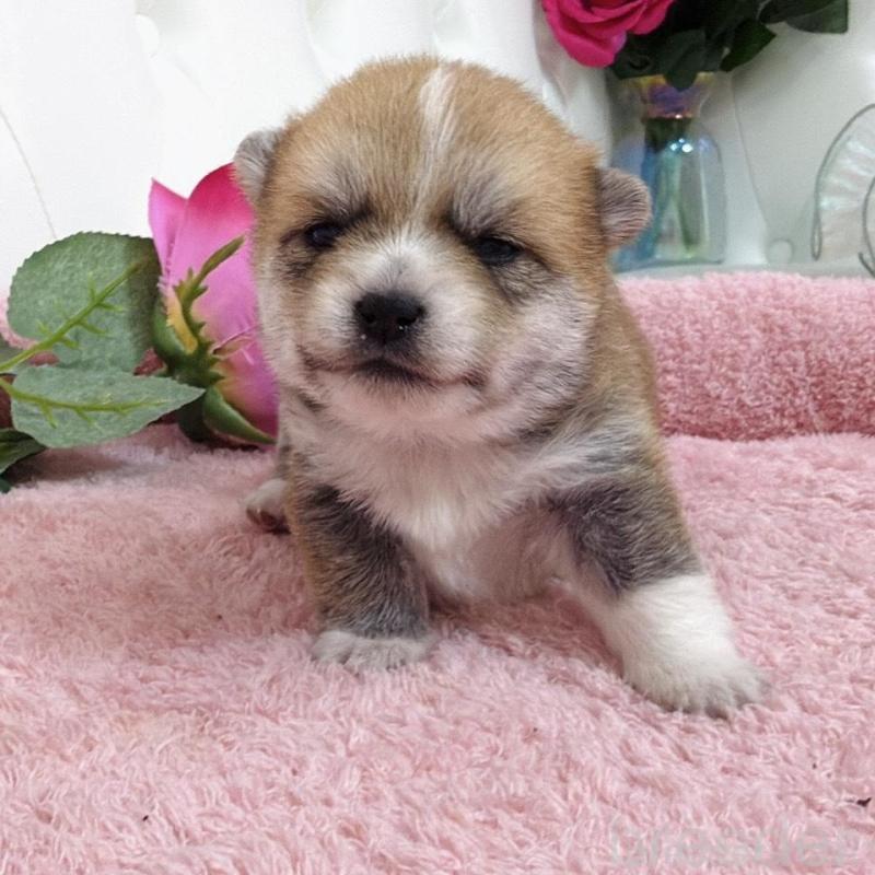 販売中の埼玉県のミックス犬-455733の10枚目