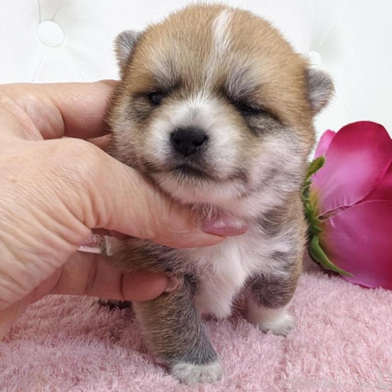 販売中の埼玉県のミックス犬-455733の9枚目