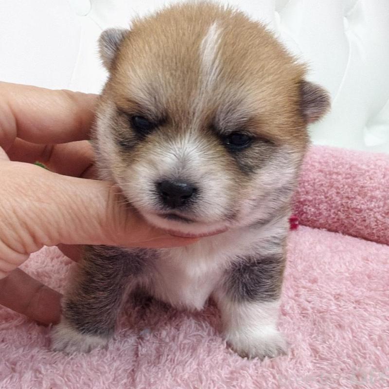 販売中の埼玉県のミックス犬-455733の8枚目