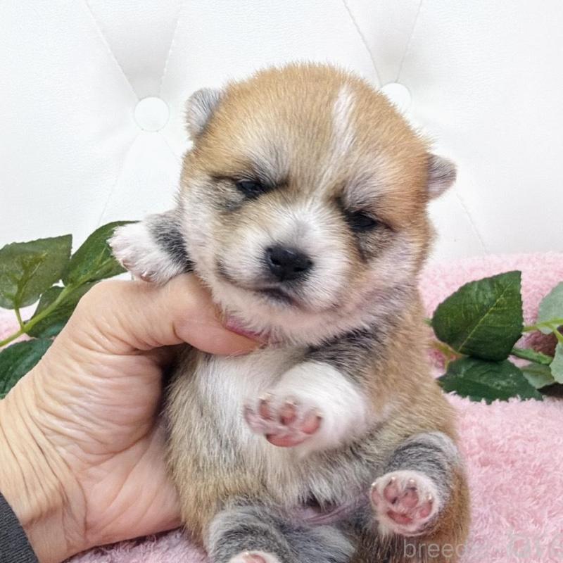 販売中の埼玉県のミックス犬-455733の7枚目