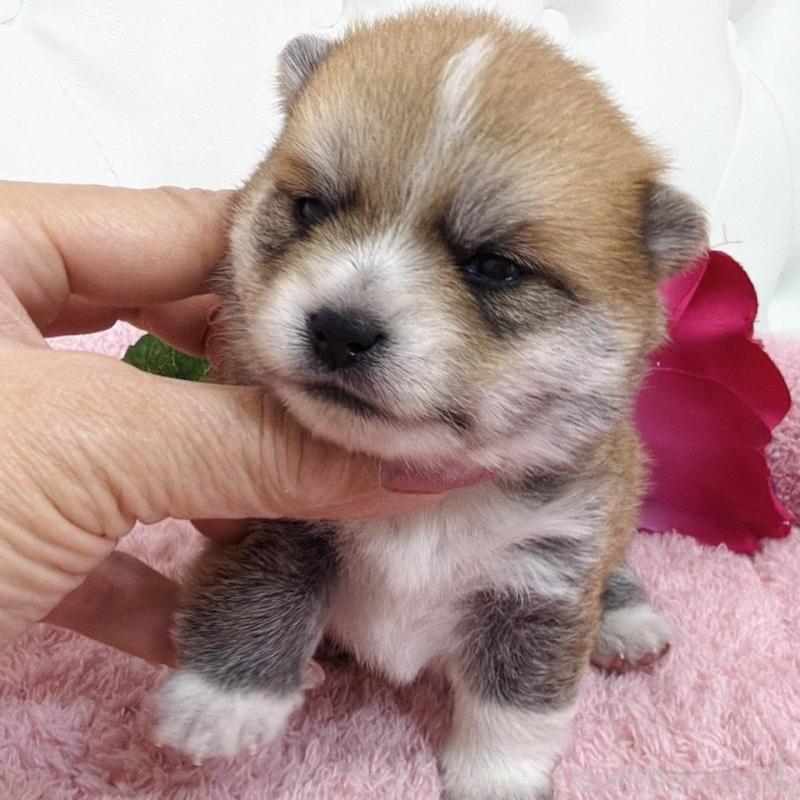 販売中の埼玉県のミックス犬-455733の6枚目