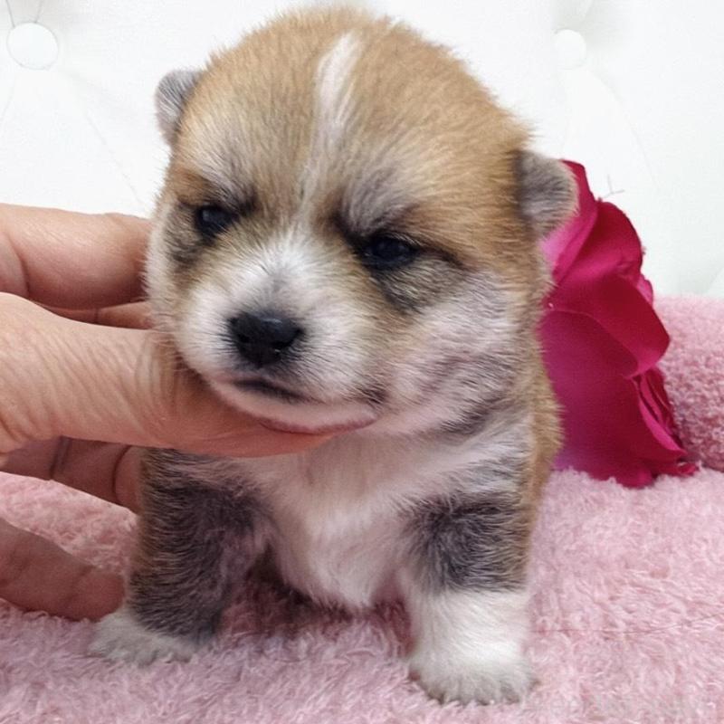 販売中の埼玉県のミックス犬-455733の5枚目