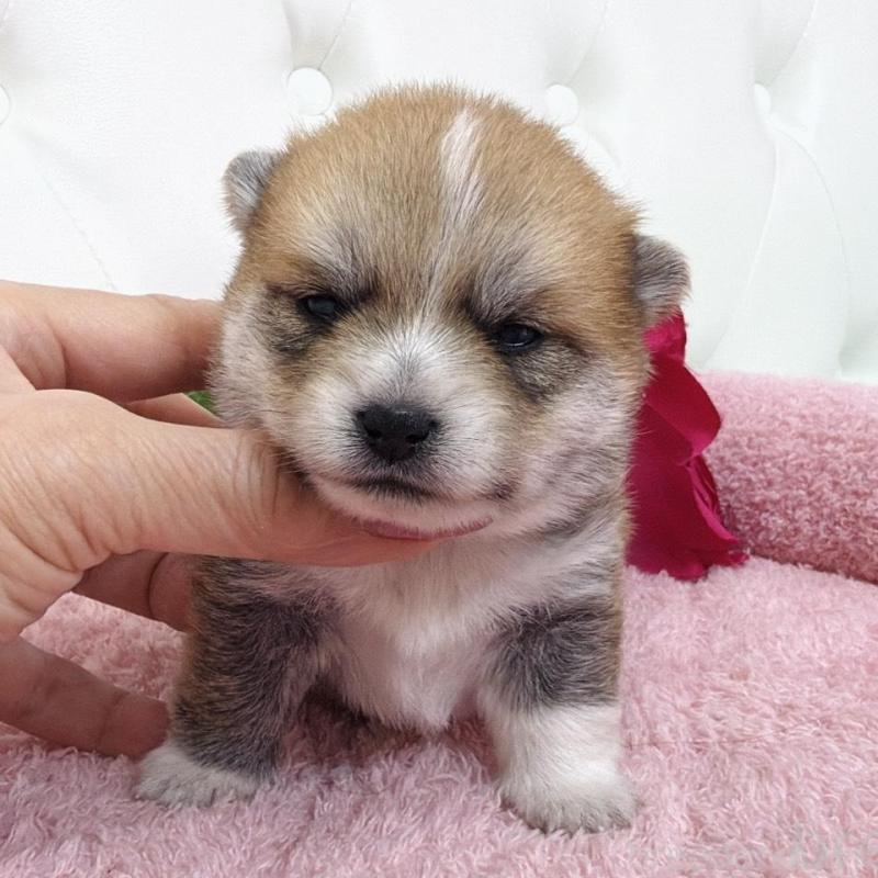 販売中の埼玉県のミックス犬-455733の4枚目