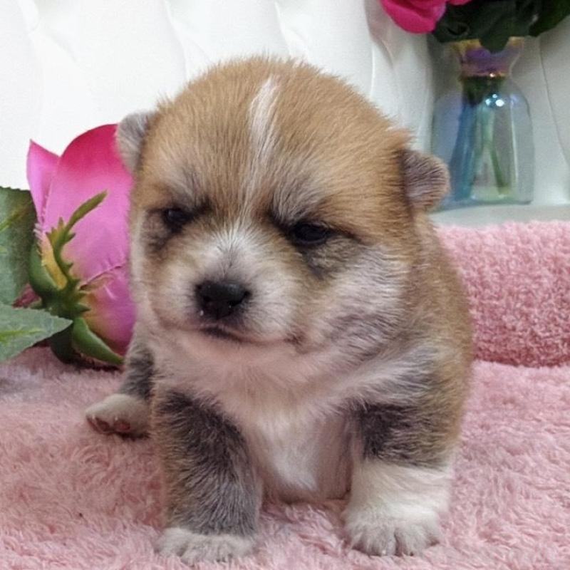 販売中の埼玉県のミックス犬-455733の3枚目