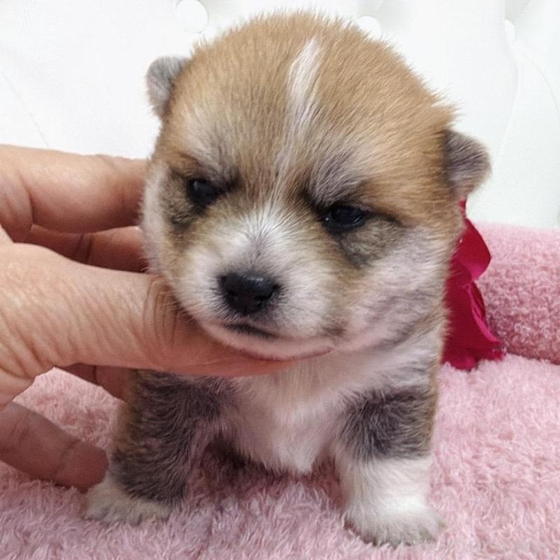 販売中の埼玉県のミックス犬-455733の2枚目