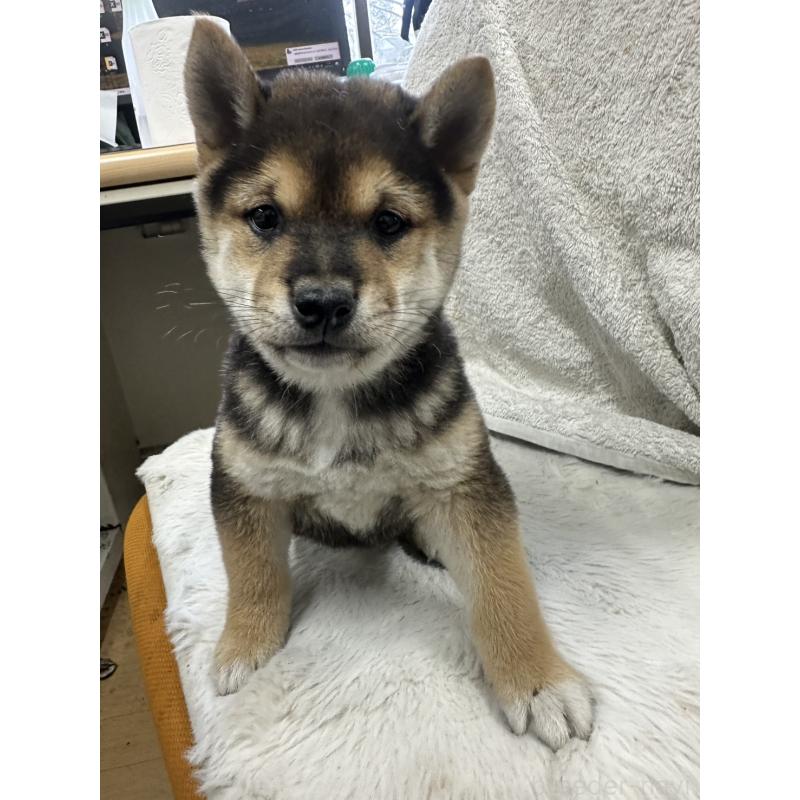 販売中の千葉県の豆柴-455734