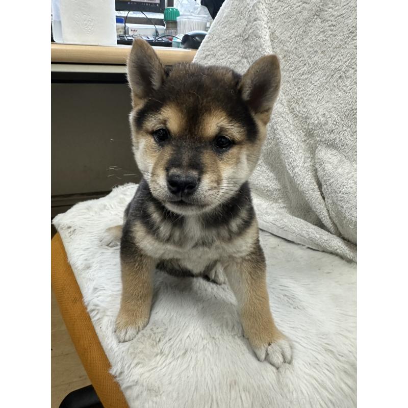 販売中の千葉県の豆柴-455734の5枚目