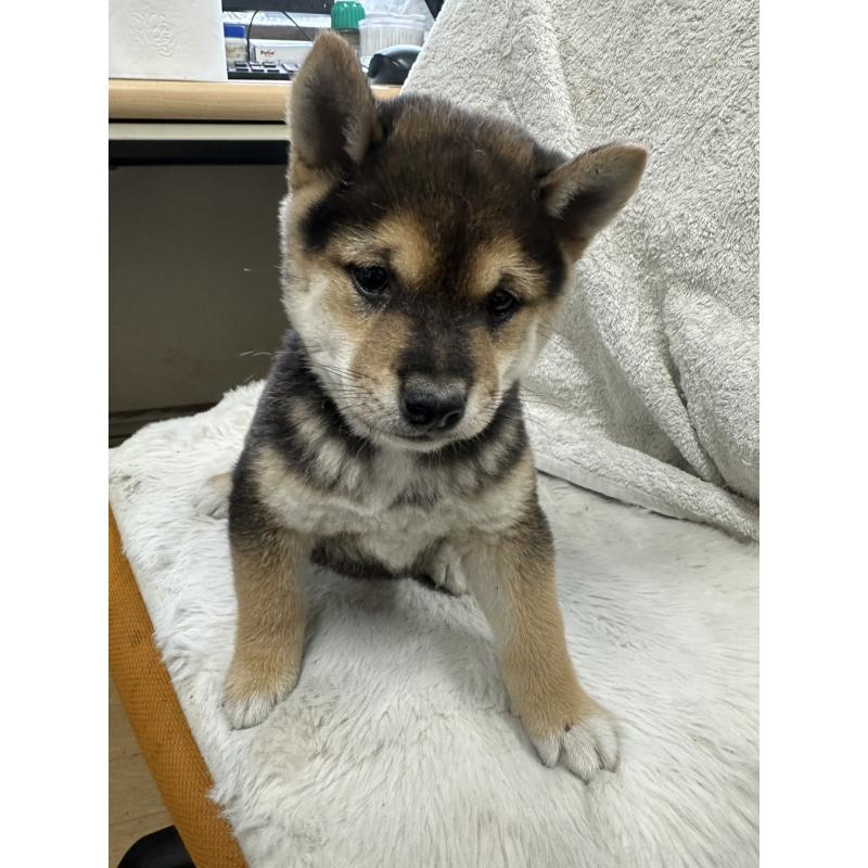 販売中の千葉県の豆柴-455734の4枚目