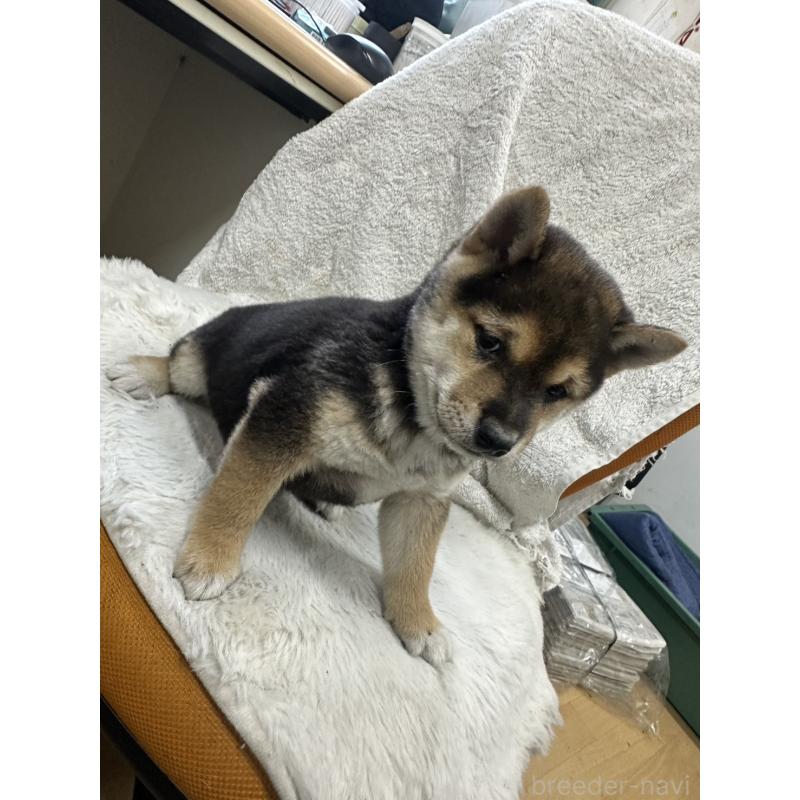 販売中の千葉県の豆柴-455734の3枚目