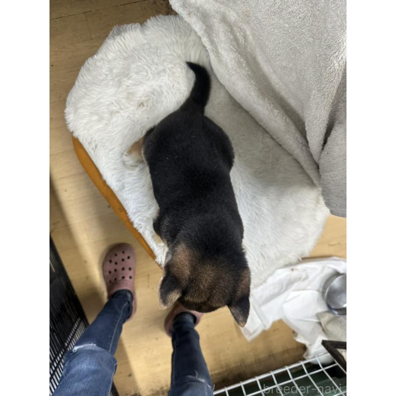 販売中の千葉県の豆柴-455734の2枚目