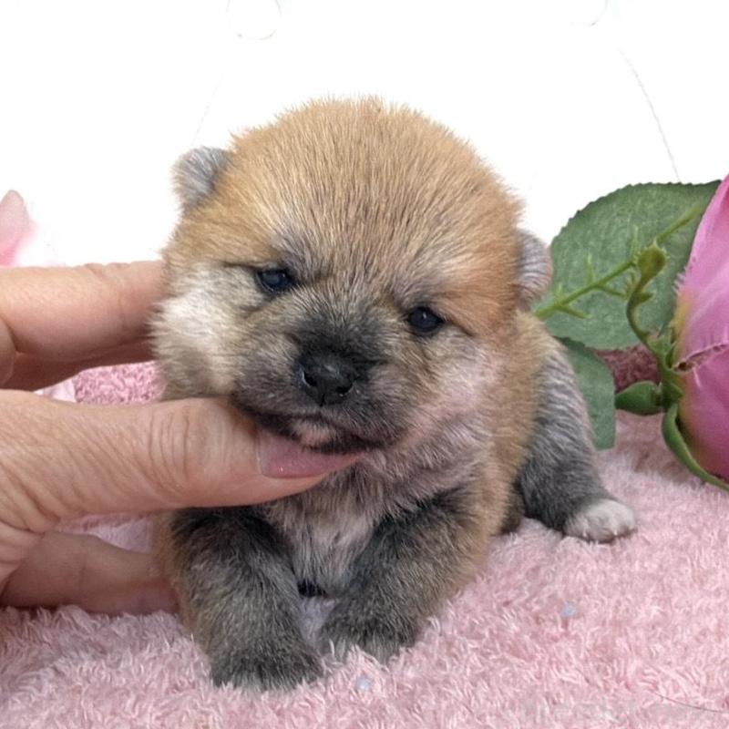 販売中の埼玉県のミックス犬-455736