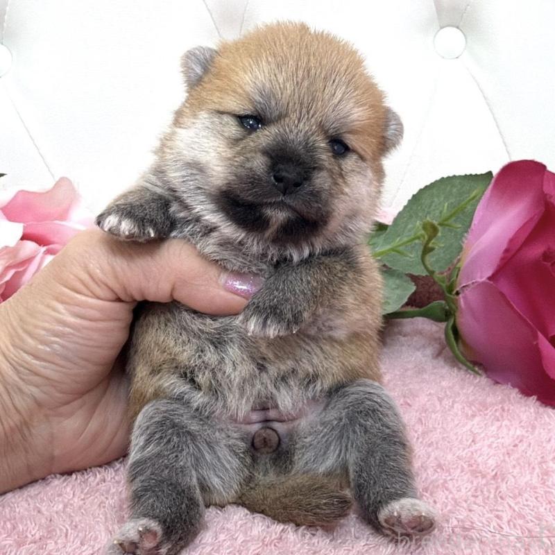 販売中の埼玉県のミックス犬-455736の14枚目