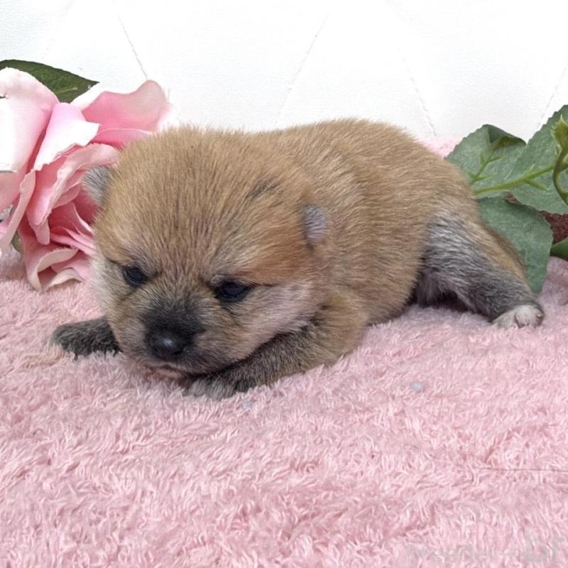 販売中の埼玉県のミックス犬-455736の13枚目