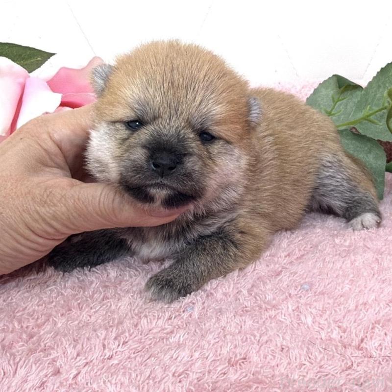 販売中の埼玉県のミックス犬-455736の12枚目