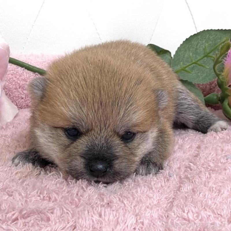 販売中の埼玉県のミックス犬-455736の11枚目