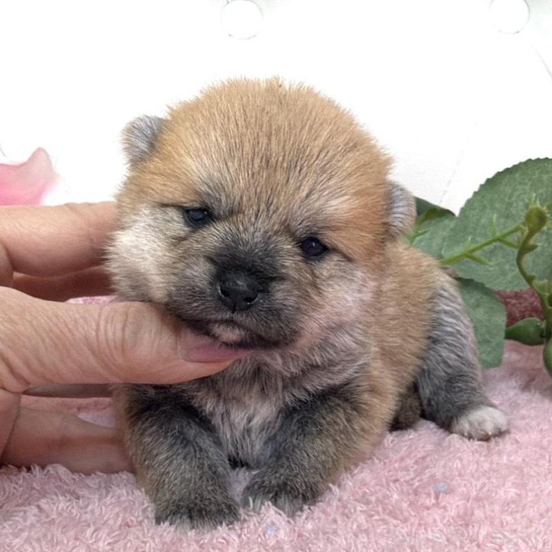 販売中の埼玉県のミックス犬-455736の10枚目