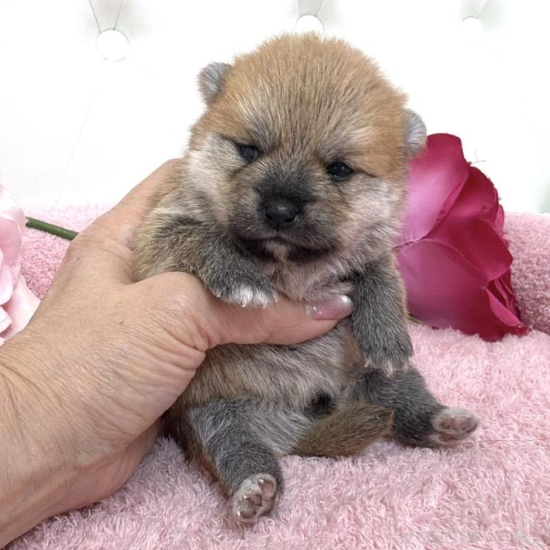 販売中の埼玉県のミックス犬-455736の9枚目