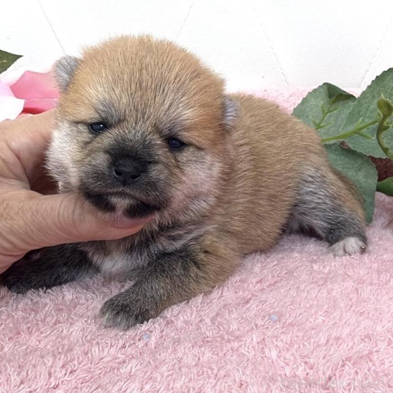 販売中の埼玉県のミックス犬-455736の8枚目