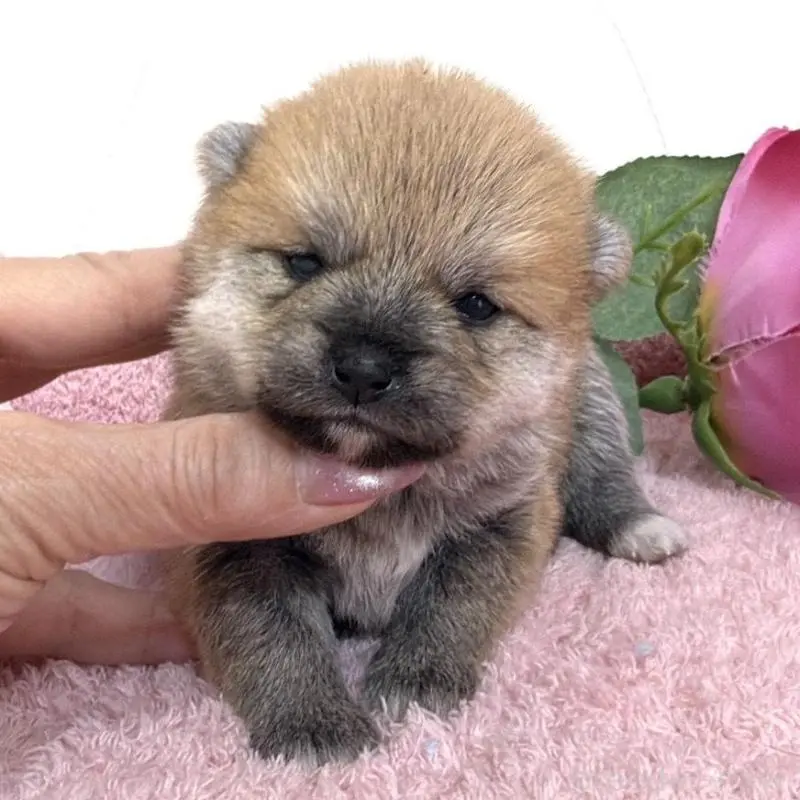 販売中の埼玉県のミックス犬-455736の7枚目