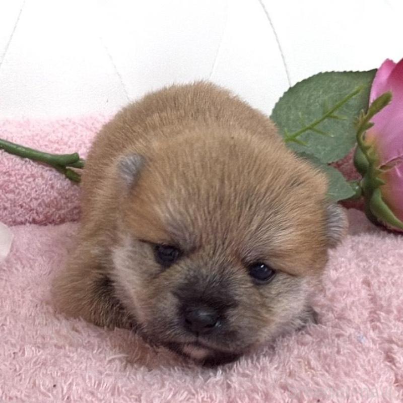 販売中の埼玉県のミックス犬-455736の6枚目