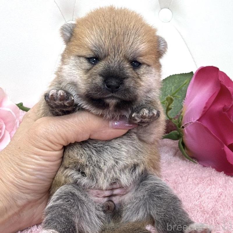 販売中の埼玉県のミックス犬-455736の5枚目