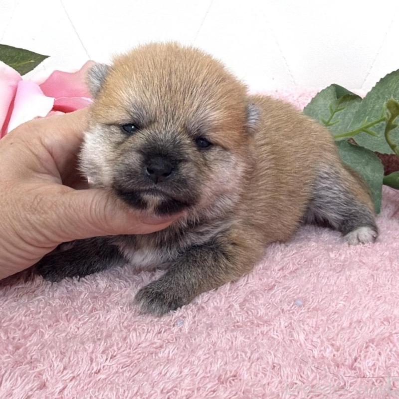 販売中の埼玉県のミックス犬-455736の4枚目