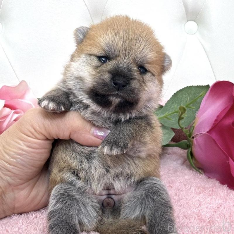 販売中の埼玉県のミックス犬-455736の3枚目