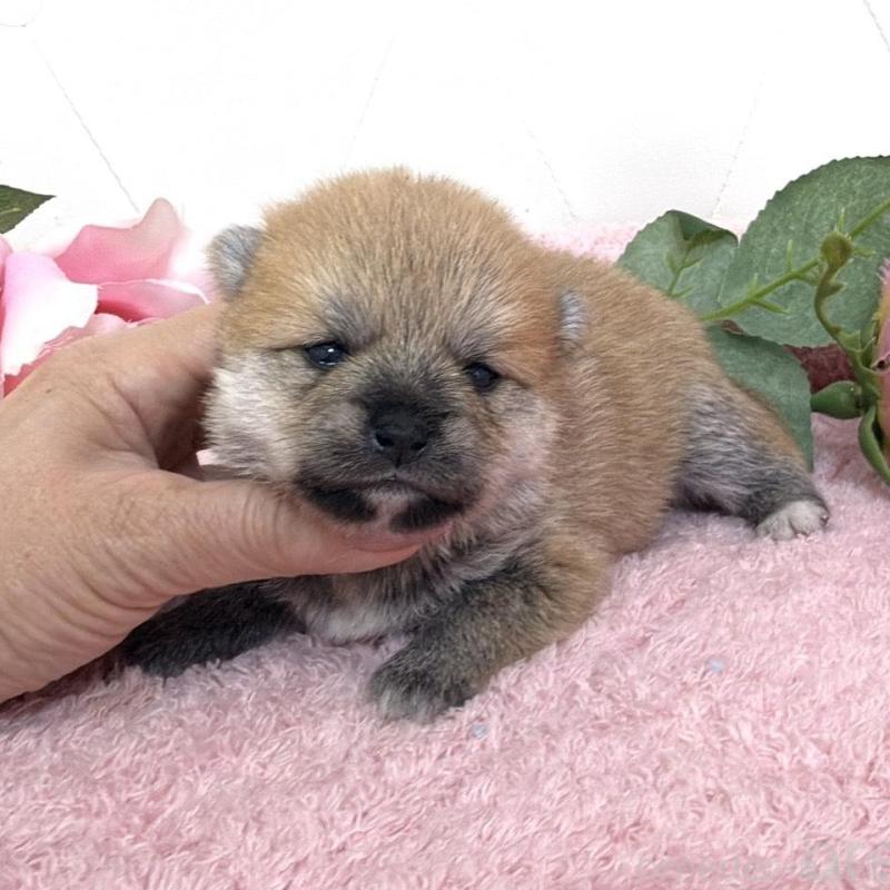 販売中の埼玉県のミックス犬-455736の2枚目