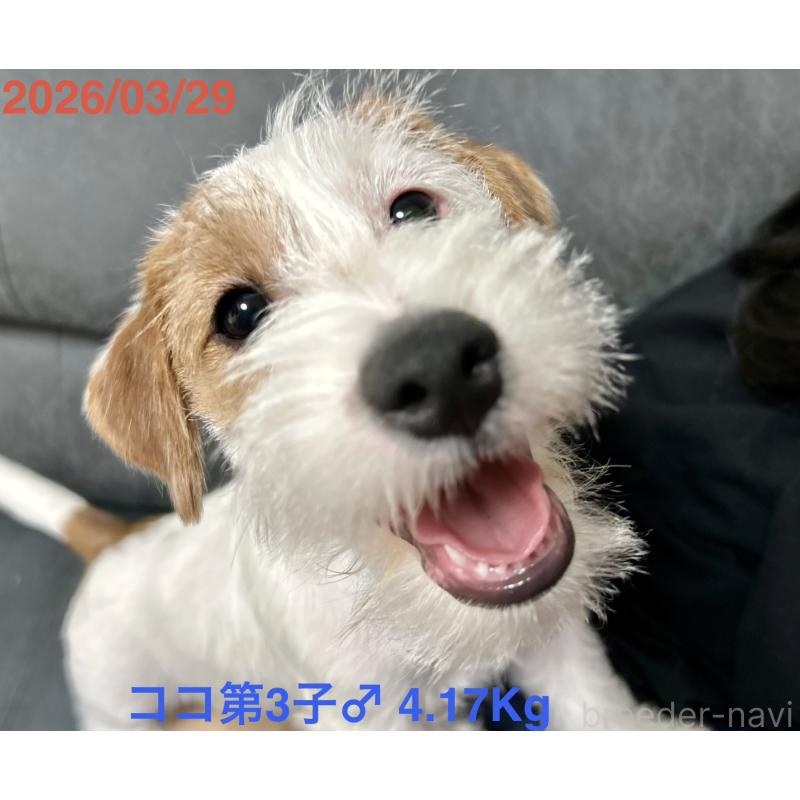 販売中の岡山県のジャックラッセルテリア-455737の9枚目
