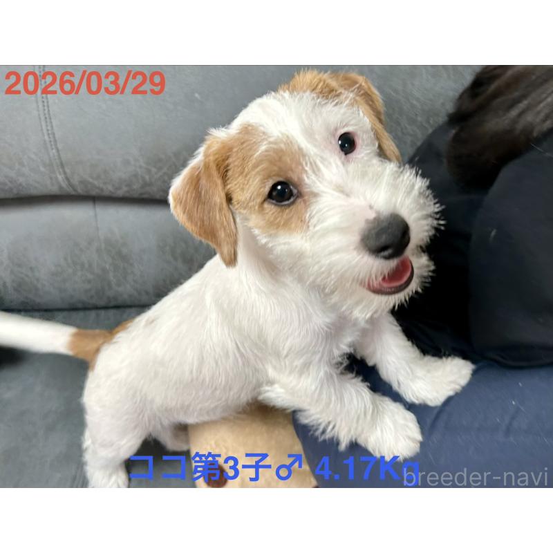 販売中の岡山県のジャックラッセルテリア-455737の8枚目