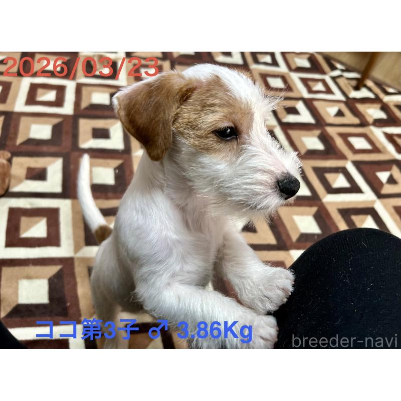 販売中の岡山県のジャックラッセルテリア-455737の7枚目