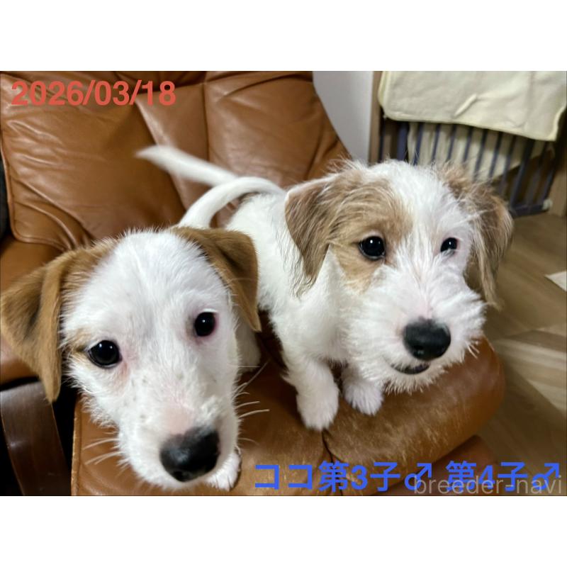 販売中の岡山県のジャックラッセルテリア-455737の6枚目