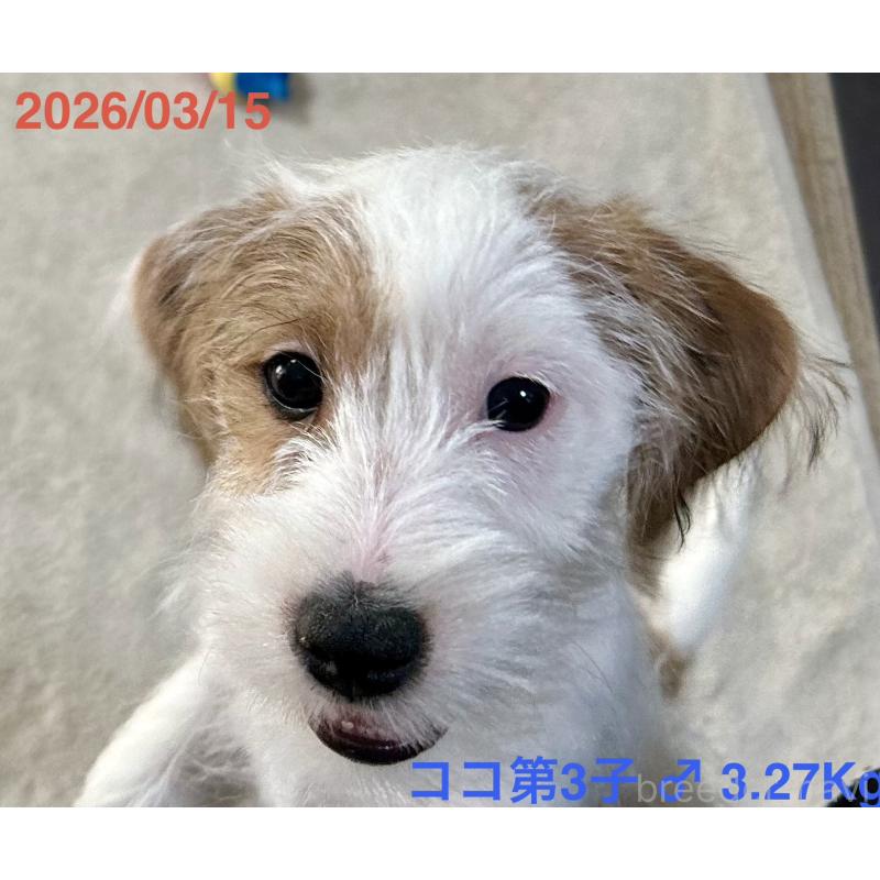 販売中の岡山県のジャックラッセルテリア-455737の5枚目