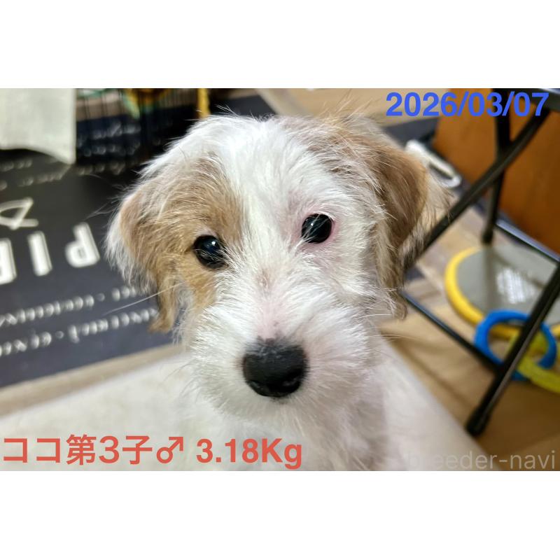 販売中の岡山県のジャックラッセルテリア-455737の4枚目