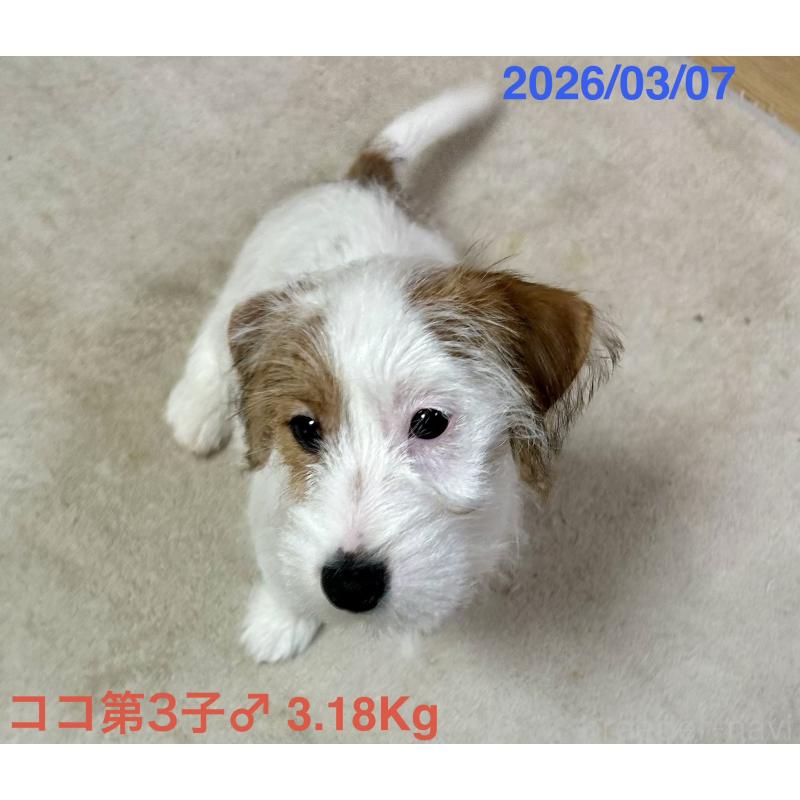 販売中の岡山県のジャックラッセルテリア-455737の3枚目