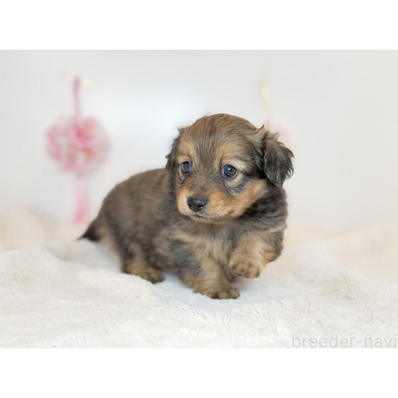 販売中の広島県のミックス犬-455738の3枚目