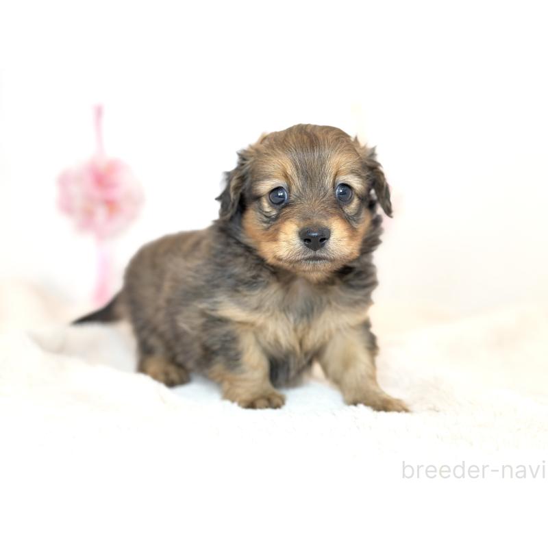 販売中の広島県のミックス犬-455738の2枚目