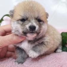 ♀︎ミックス犬