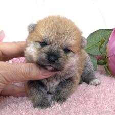 オンライン見学