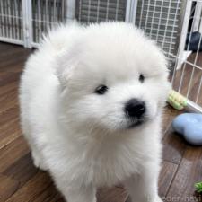 ♀︎サモエド