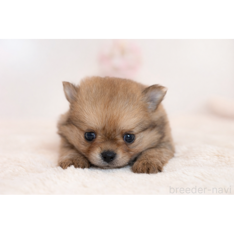 販売中の広島県のミックス犬-455739の3枚目