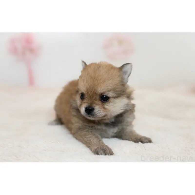 販売中の広島県のミックス犬-455740の3枚目