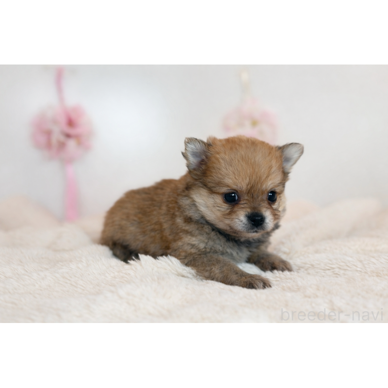 販売中の広島県のミックス犬-455740の2枚目